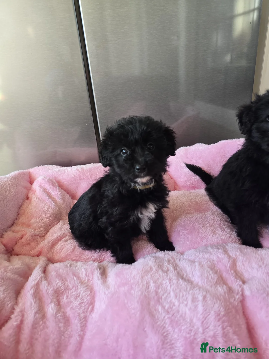 Cockapoo dogs for sale: Cockapoo puppies  in Romford - Advert 1