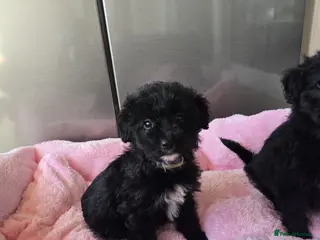 Cockapoo dogs Cockapoo puppies in Romford - Advert 15