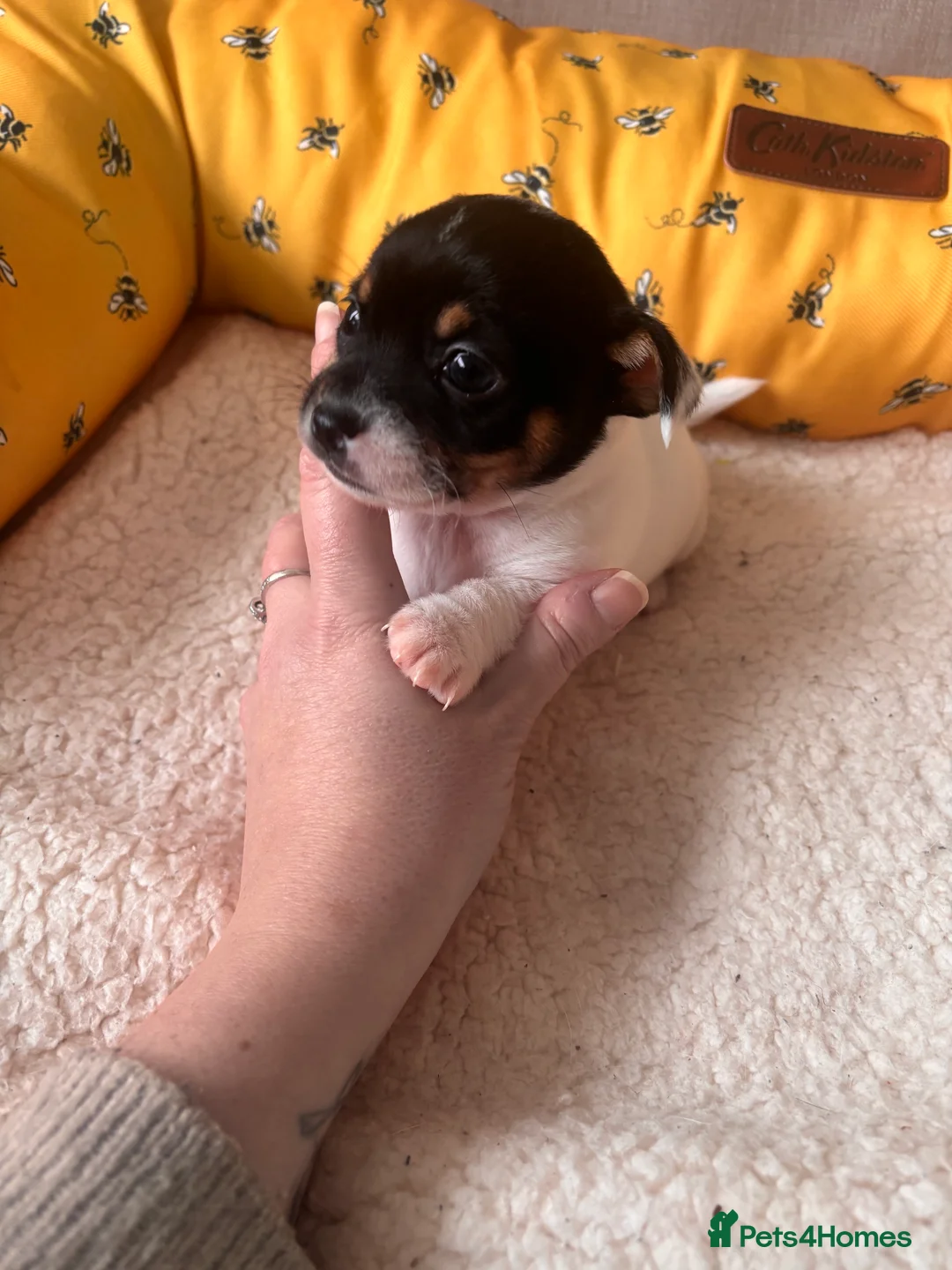 Mixed Breed dogs for sale: 5 beautiful Jackchi boys  - Advert 5