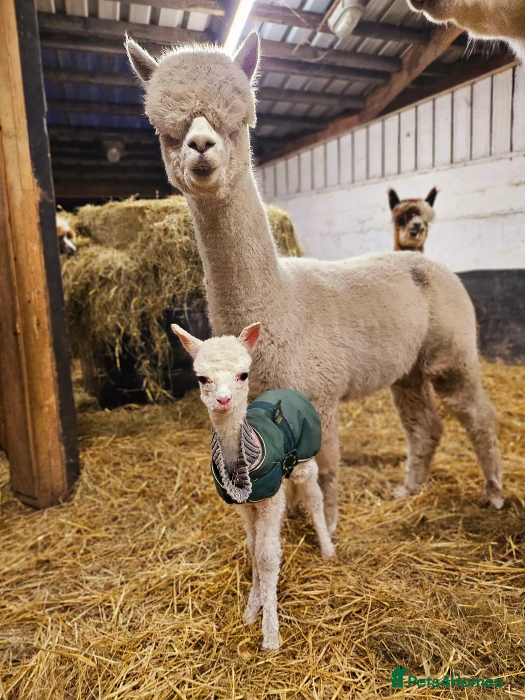 Alpaca livestock for sale: Four super BAS registered females for sale - Advert 1