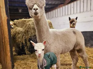 Alpaca livestock Four super BAS registered females for sale - Advert 1