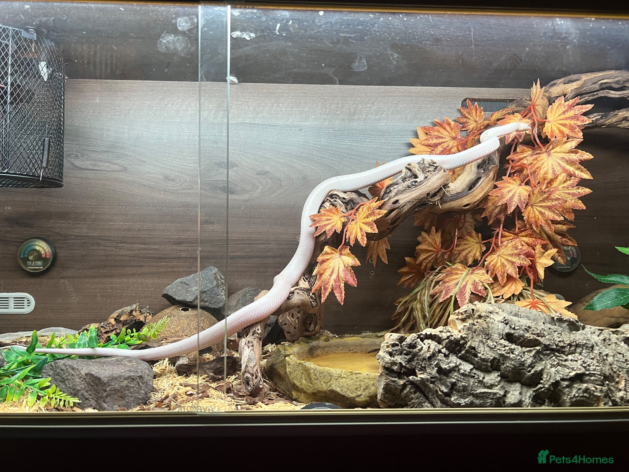 Corn Snake reptiles Albino corn snake  - Advert 2