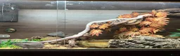 Corn Snake reptiles for sale: Albino corn snake  in Fordingbridge - Advert 1