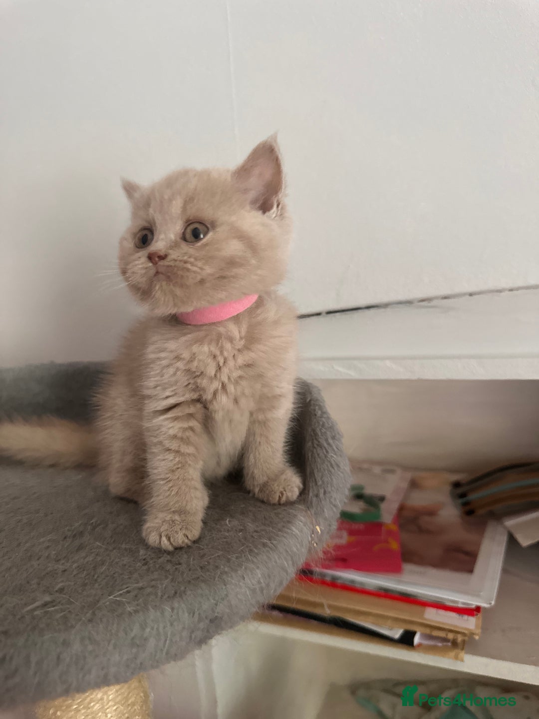British Shorthair cats for sale: British shorthair kittens  - Image 25