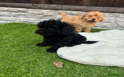 Cavapoo dogs for sale: Toy f1b cavapoo puppies - Image 18