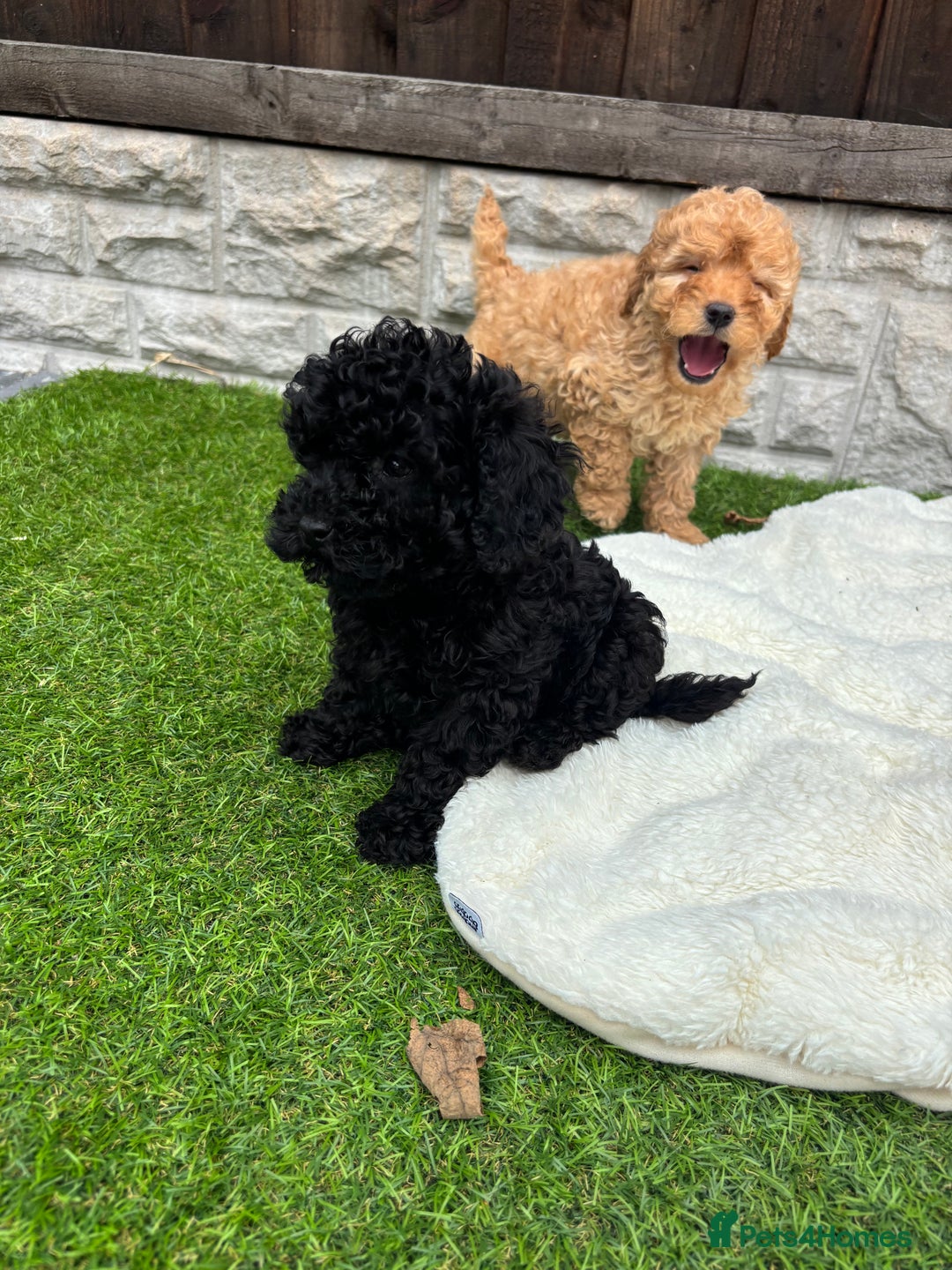 Cavapoo dogs for sale: Toy f1b cavapoo puppies - Image 18