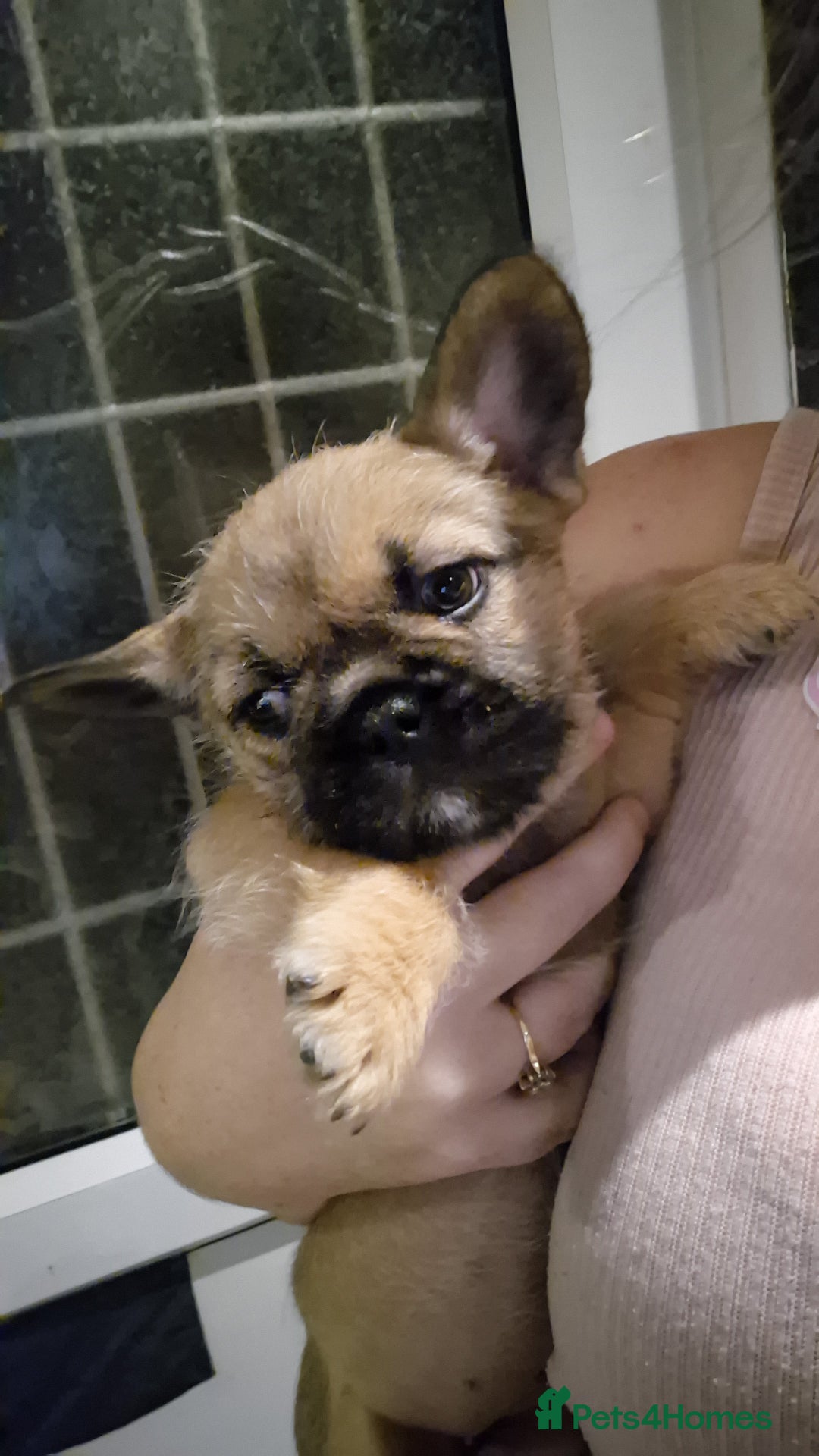 Mixed Breed dogs for sale: Female french bulldog pup - Advert 3