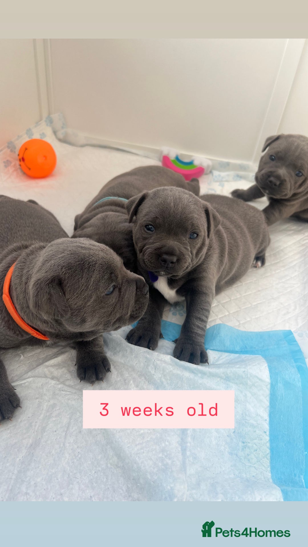 Staffordshire Bull Terrier dogs for sale: Orange Collar Puppy  - KC registered Blue ‘Bullscaff Pharaon’ Staffy Boy - Image 16
