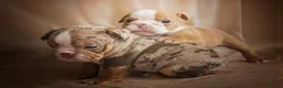 English Bulldog dogs for sale: ENGLISH BULLDOG  - Advert 3