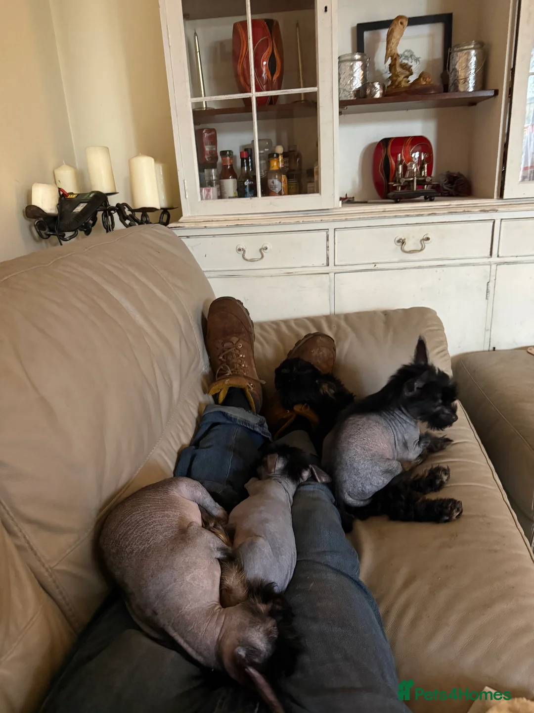 Chinese Crested dogs for sale: 5 Baby Chinese Crested Seeking Their Forever Homes - Advert 20