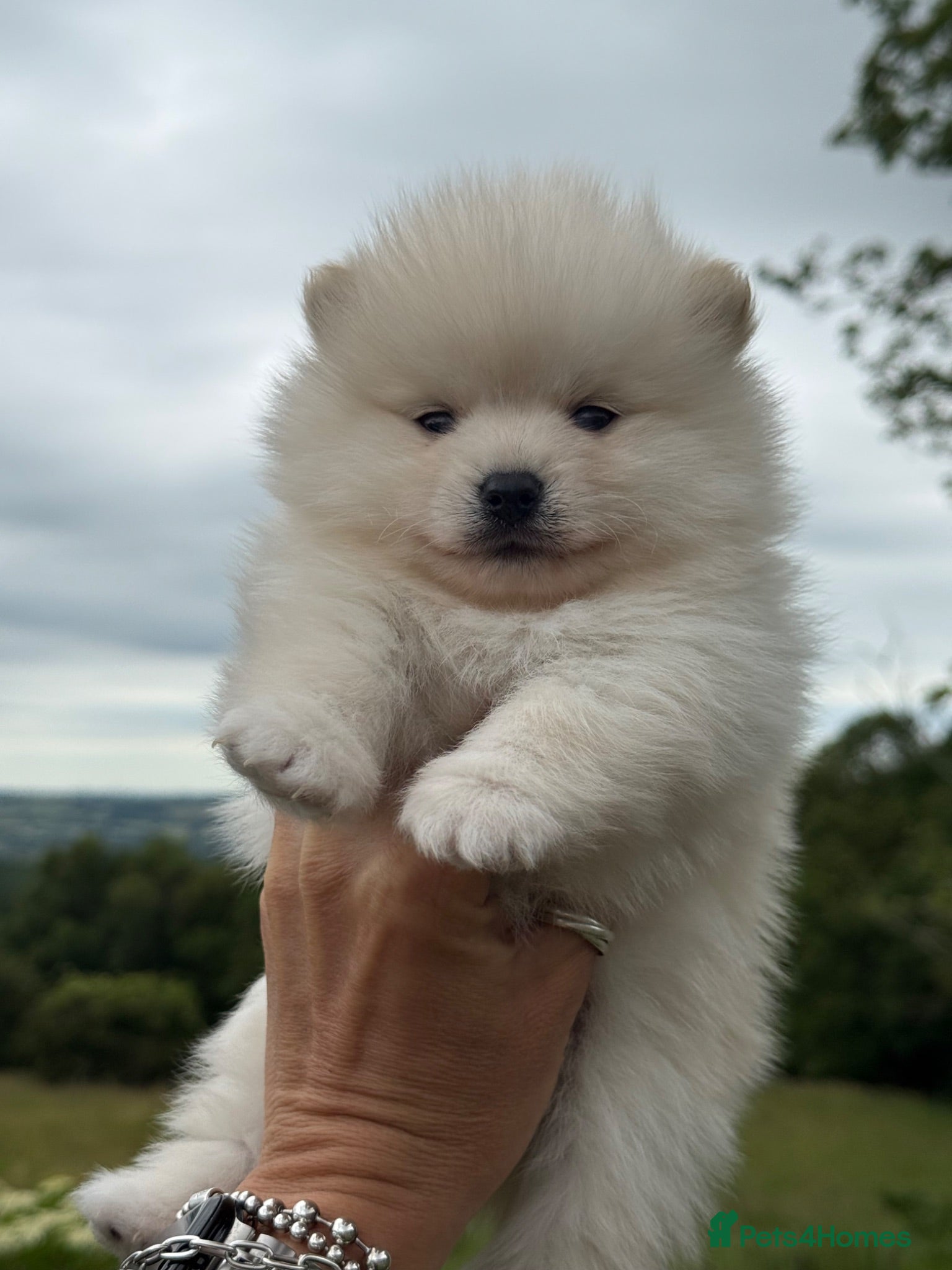 Pomsky dogs Stunning F1B Pomsky’s - Advert 2