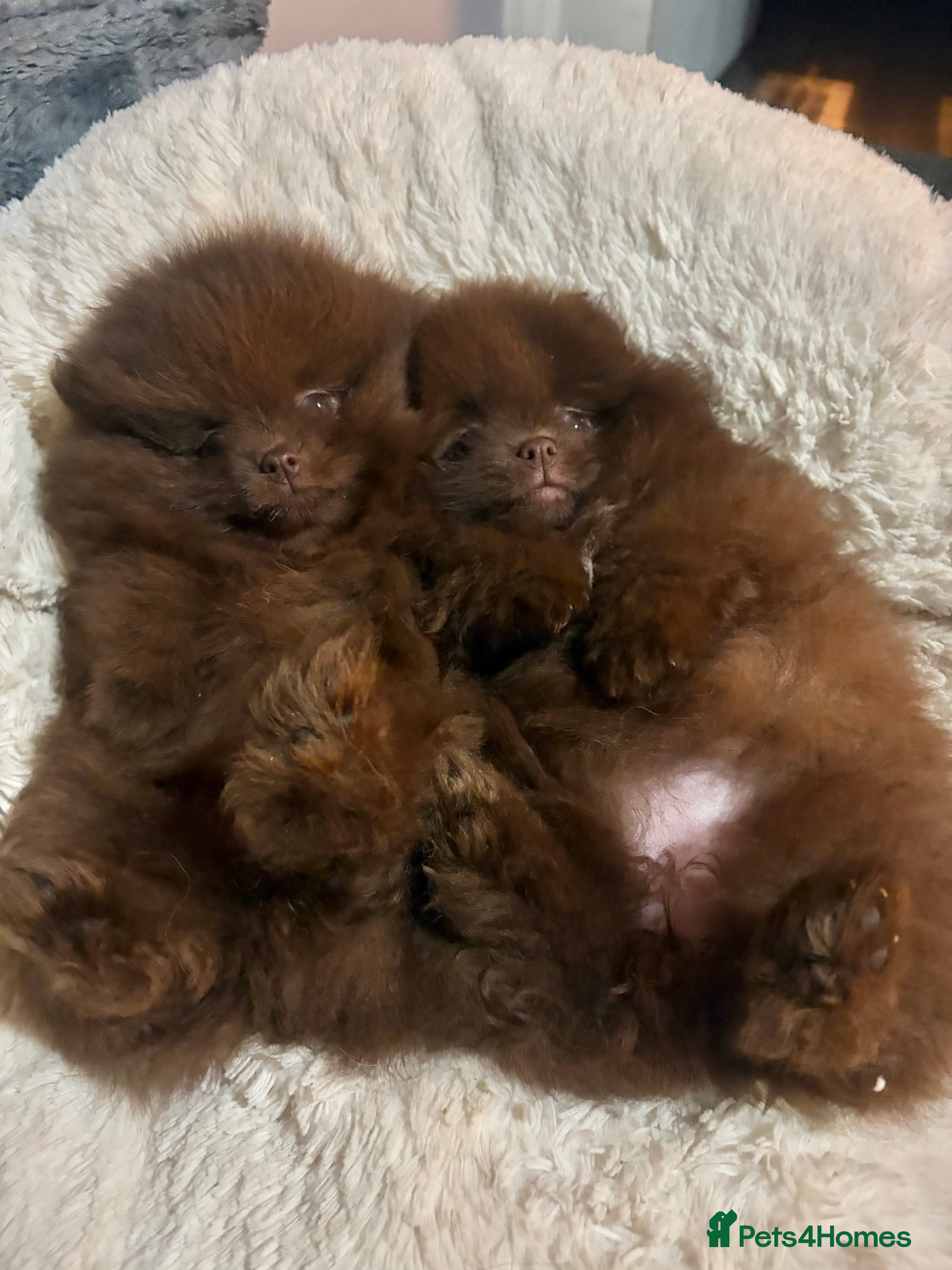 Pomeranian dogs 2 left amazing teddy bear face puppies  🐻🐻 - Advert 5