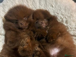 Pomeranian dogs 2 left amazing teddy bear face puppies 🐻🐻 - Advert 5