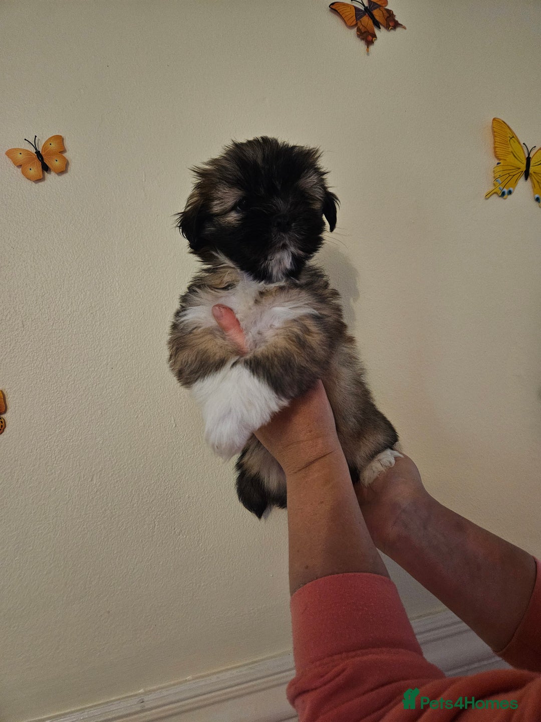 Lhasa Apso dogs for sale: Lovely pedigree puppys - Image 7