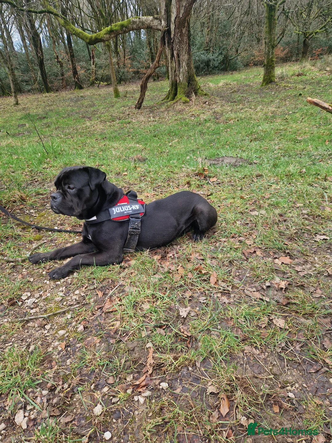 Cane Corso dogs for sale: Gentle man! Cane corso 15months old - Advert 2