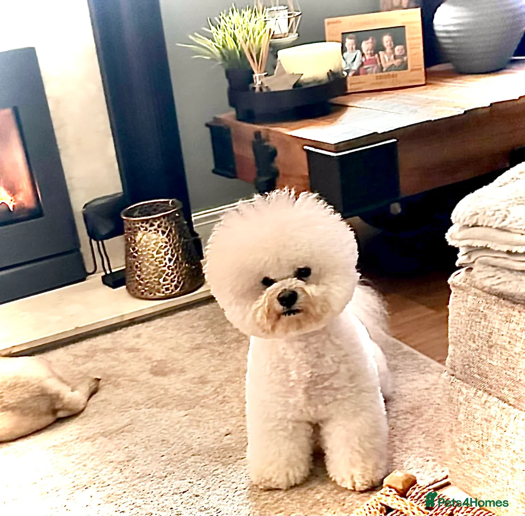 Bichon Frise dogs for stud: KC MULTI CHAMPION BICHON FRISE STUD DOG - Advert 1
