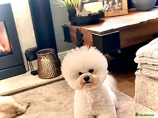 Bichon Frise dogs KC MULTI CHAMPION BICHON FRISE STUD DOG - Advert 2