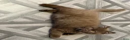 British Shorthair cats for sale: Chocolate Brown BSH male for sale  - Advert 6