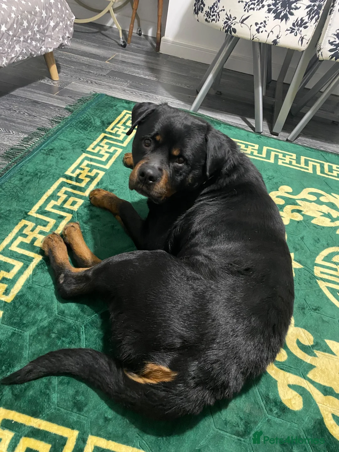 Rottweiler dogs for sale: Rottweiler puppies still available  - Advert 2
