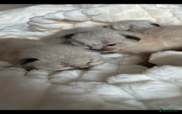 Ragdoll cats for sale: 🦋 WAITING LIST NOW OPEN 🦋 - Image 3