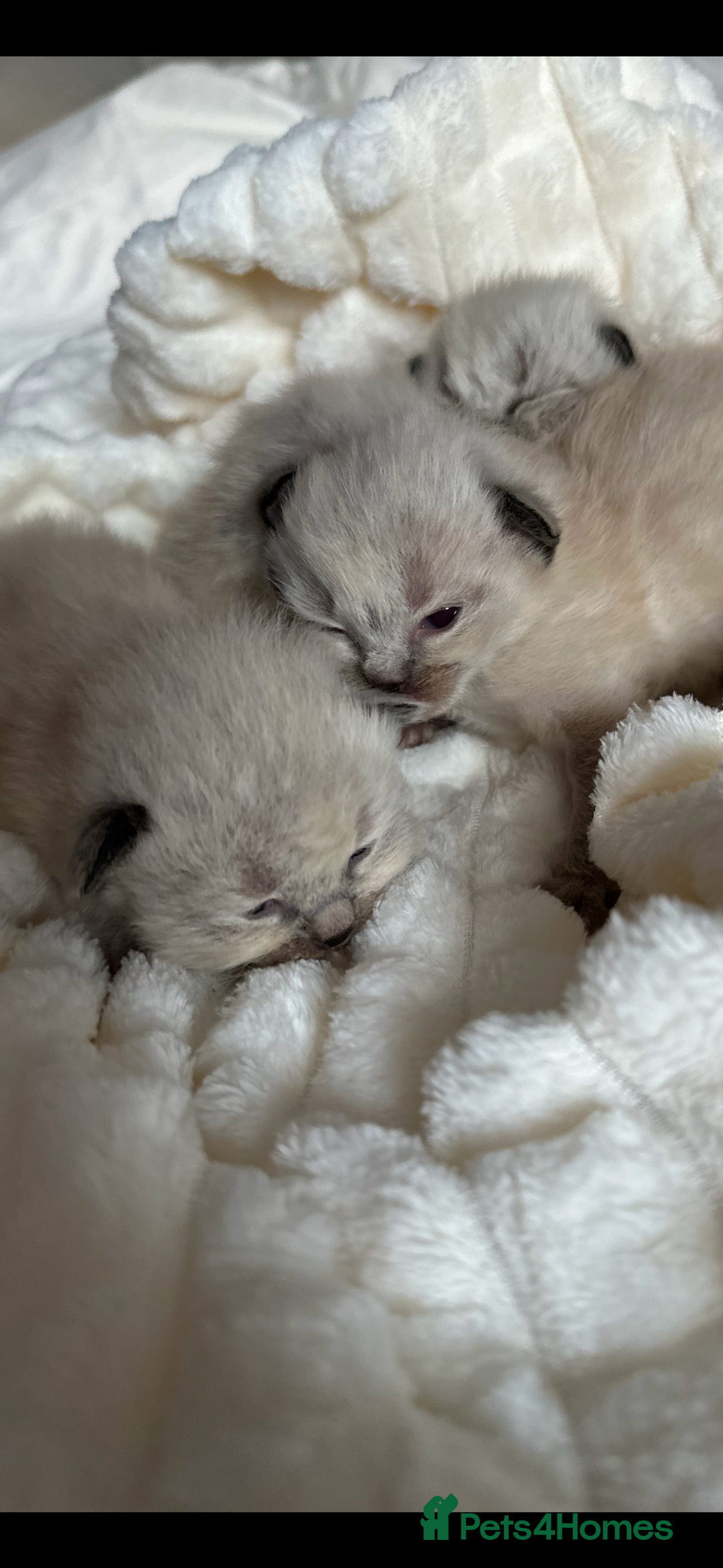 Ragdoll cats for sale: 🦋 WAITING LIST NOW OPEN 🦋 - Image 3