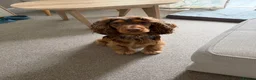 Cocker Spaniel dogs for stud: Harry  in Houghton le Spring - Advert 3