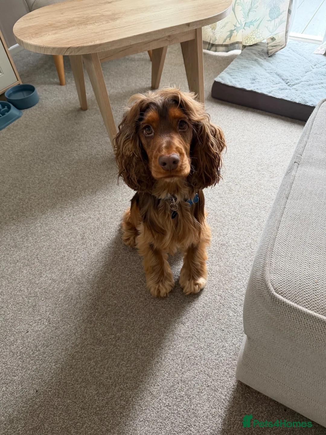 Cocker Spaniel dogs for stud: Harry  in Houghton le Spring - Advert 3