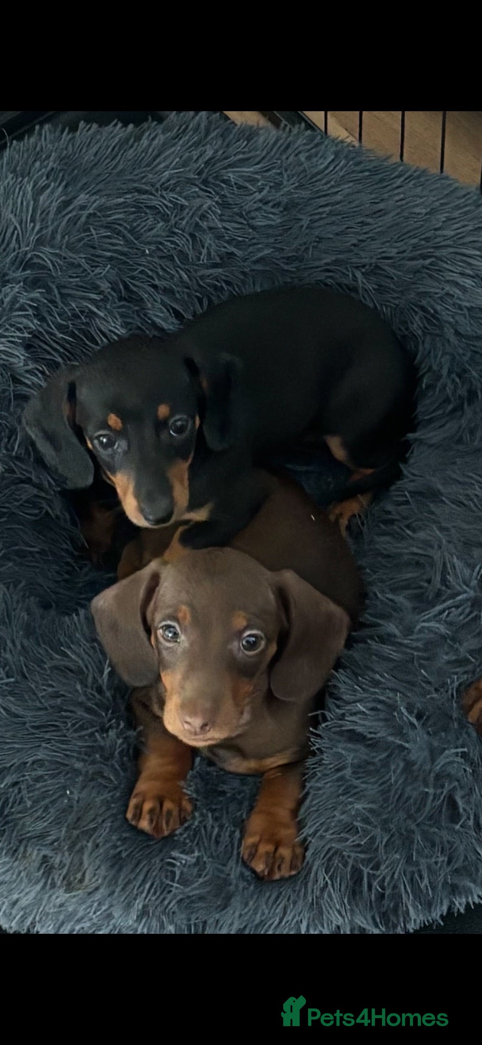 Dachshund dogs Dachshund puppies - Advert 6