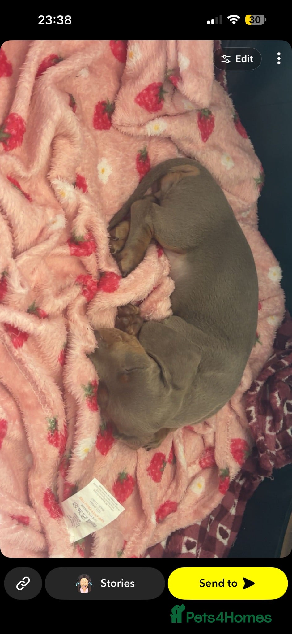 Miniature Dachshund dogs Ready now - Advert 2