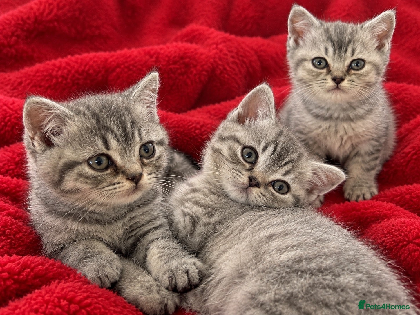 British Shorthair cats Lilac silver tabby kitten s  - Advert 1