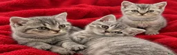 British Shorthair cats for sale: Lilac silver tabby kitten s  - Advert 1