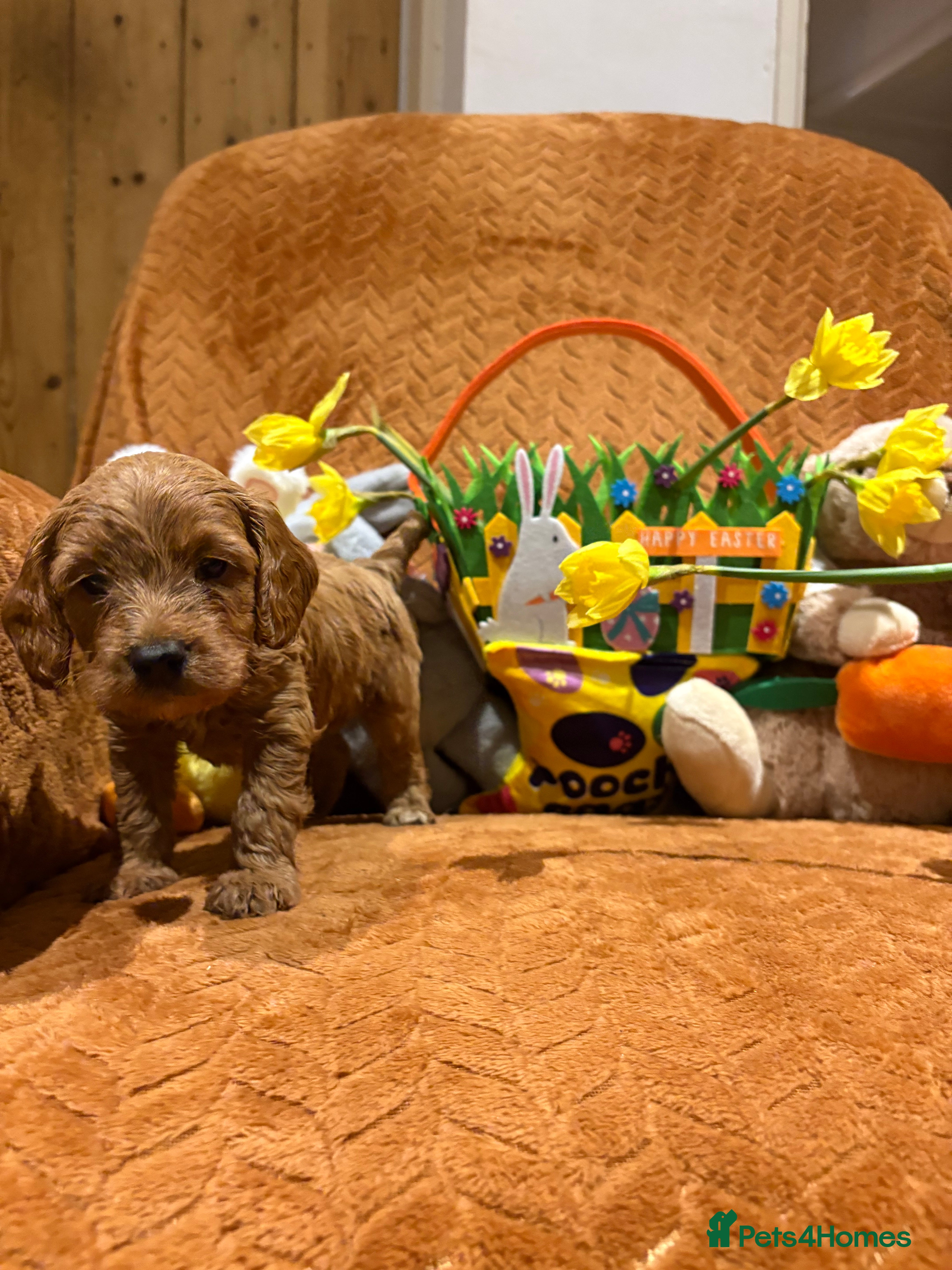 Cockapoo dogs Cockapoo boys available  - Advert 8