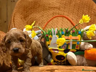 Cockapoo dogs Cockapoo boys available - Advert 8