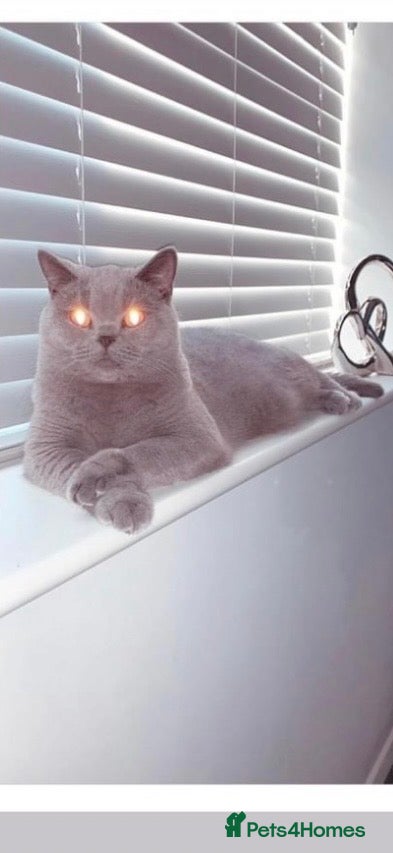 Mixed Breed cats British blue x Scottish Fold - Advert 2