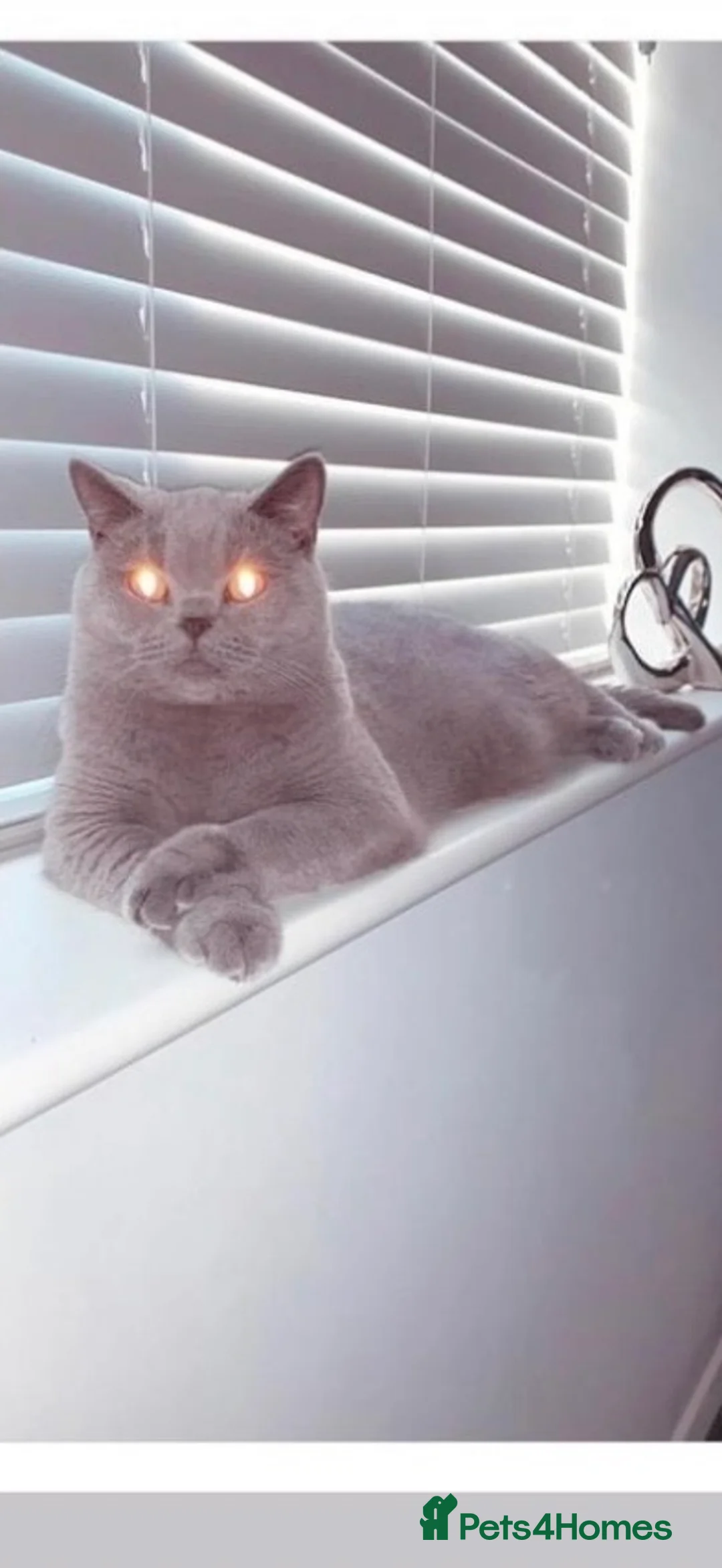 Mixed Breed cats for sale: British blue x Scottish Fold - Advert 2