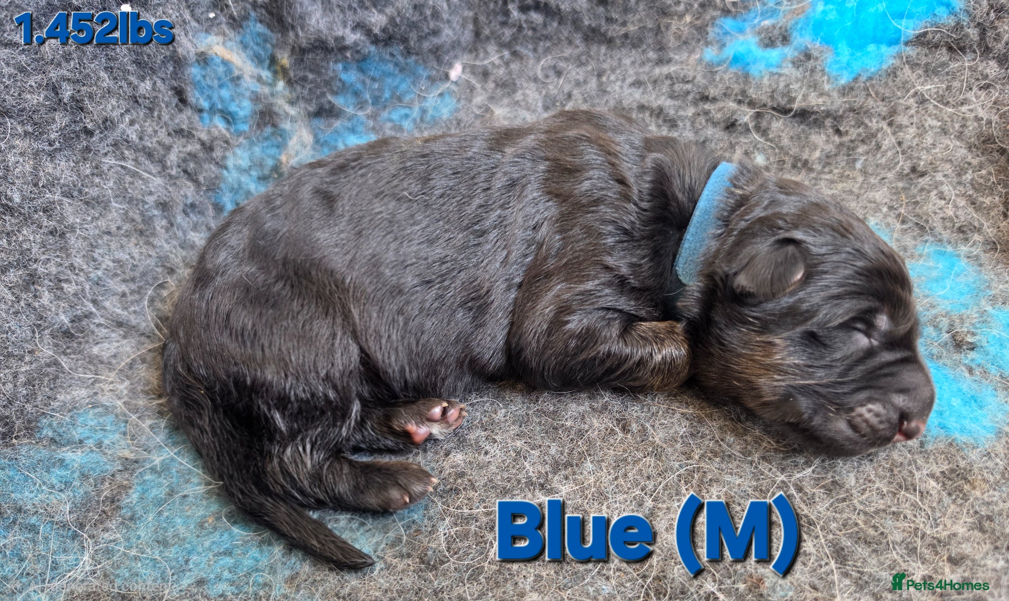 German Shepherd dogs 3 healthy straight back GSP males - Advert 2