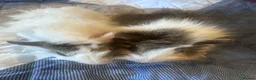 Guinea Pig rodents for sale: Long haired male guinea pig brothers  - Advert 8