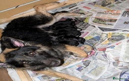 German Shepherd dogs for sale: GSD Puppies Available  - Image 3