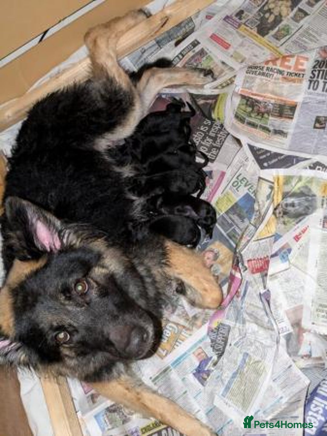 German Shepherd dogs for sale: GSD Puppies Available  - Image 3