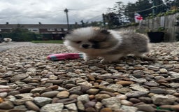 Pomeranian dogs for sale: 1 BOY 1 GIRL POMERANIAN PUPPIES AVAILABLE  - Image 9