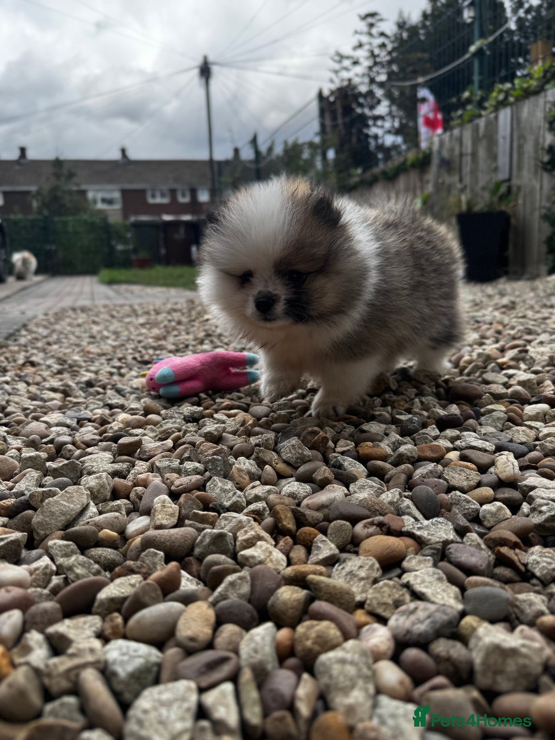 Pomeranian dogs for sale: 1 BOY 1 GIRL POMERANIAN PUPPIES AVAILABLE  - Image 9
