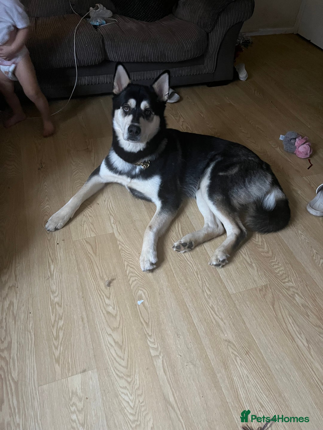 Mixed Breed dogs for sale: Dog for sale in Reading - Advert 1