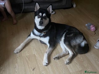 Mixed Breed dogs Dog for sale in Reading - Advert 8