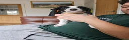 Border Collie dogs for sale: Active puppies looking for homes - Advert 7