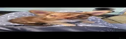 Chihuahua dogs for stud: 🐾 stunning long hair Chihuahua for stud   🐾 - Advert 9