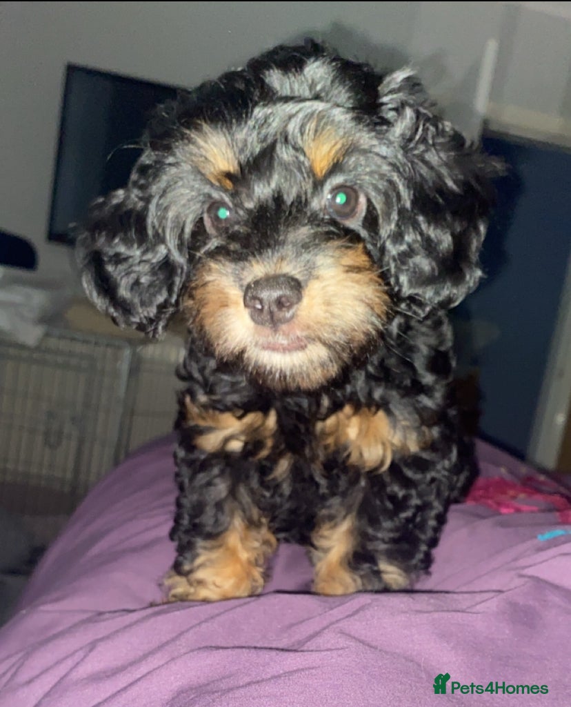 Cockapoo dogs 2x female F1b cockapoos READY NOW!  - Advert 17