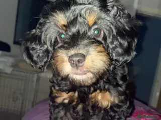 Cockapoo dogs 2x female F1b cockapoos READY NOW! - Advert 17