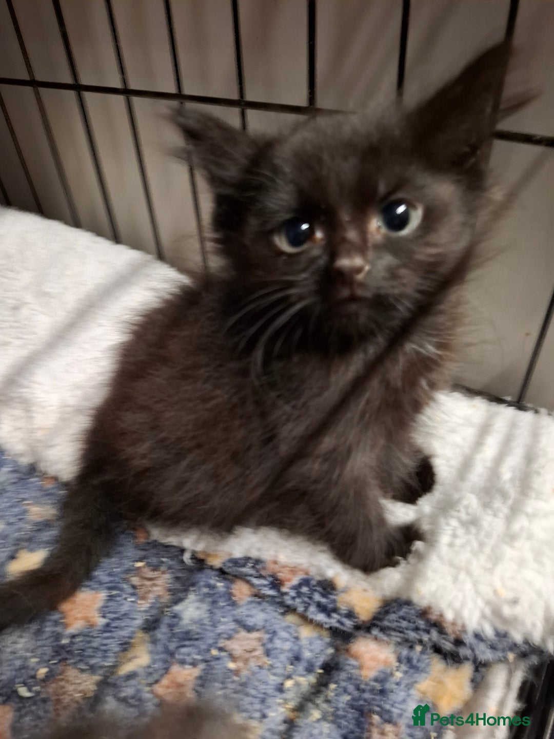Mixed Breed cats for sale: 5 kittens ready to go  - Image 3