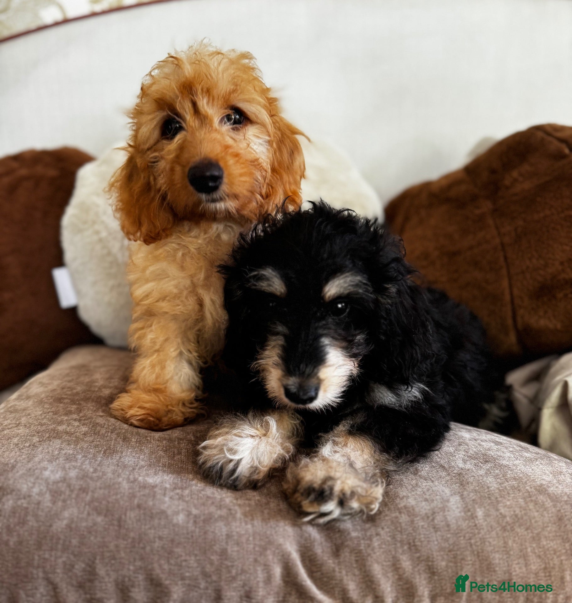 Doxiepoo dogs Doxiepoos Miniature dachshund x toy poodle  - Advert 2