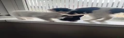Mixed Breed cats for sale: Cute piebald kittens  - Advert 24